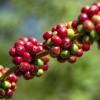 Grüner Kaffeebohnenextrakt: Wie gesund ist das Trendpulver aus den USA?