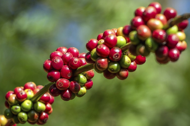 Grüner Kaffeebohnenextrakt: Wie gesund ist das Trendpulver aus den USA?